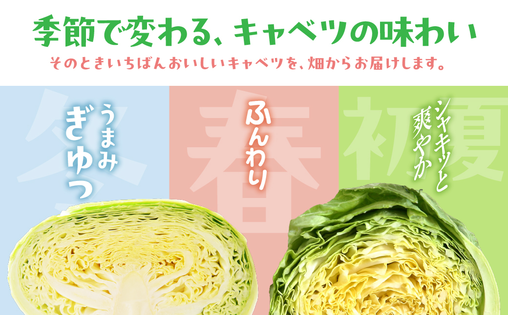 旬のキャベツ 2玉 ミネラルたっぷり 海風そだち 潮風 豊橋 国産 家族で ともちゃんのやさい 大人気！ 愛知県 豊橋市 安心野菜 キャベツ 冬キャベツ 春キャベツ 初夏キャベツ