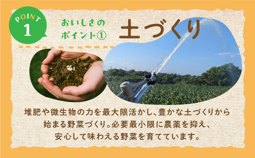 ロマネスコ 3本 豊橋 国産 ミネラルたっぷり 海風そだち 潮風 家族で 豊橋 ともちゃんのやさい 直売所で大人気！ 愛知県 豊橋市 安心野菜 花野菜