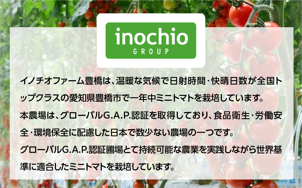 【先行予約】おひさま育ちのミニトマト　1.8kg