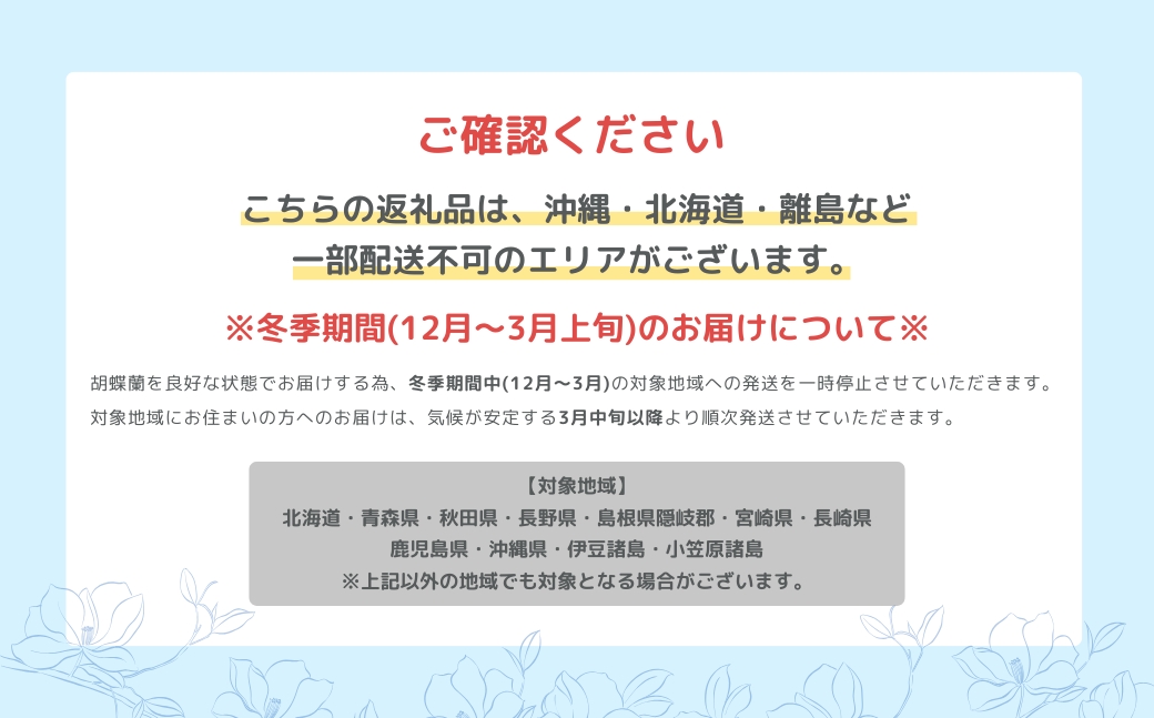 産直胡蝶蘭『大輪』白３本立ち２４輪
