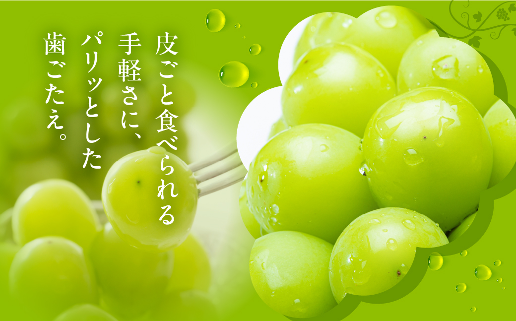 ≪先行予約 2026年発送≫豊橋産　種なしシャインマスカット300ｇX2P、　種無し巨峰300ｇＸ2P