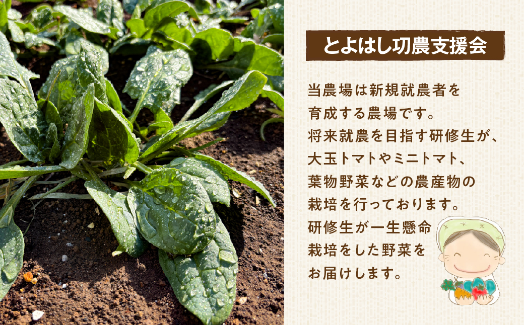 【先行予約】あま～い！ミニトマト 約 500g トマト ミニトマト 濃厚 甘い 美味しい 高糖度 完熟 tomato とまと やさい 自然 安心安全 旬 送料無料 愛知県 豊橋市