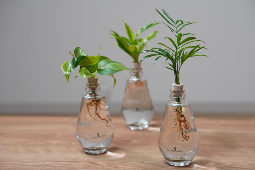 アクアルーツイルミネーション ２鉢セット インテリア 緑 グリーン 植物 簡単 初心者 かわいい 自然 おしゃれ 送料無料 Green Walk グリーンウォーク 愛知県 豊橋市