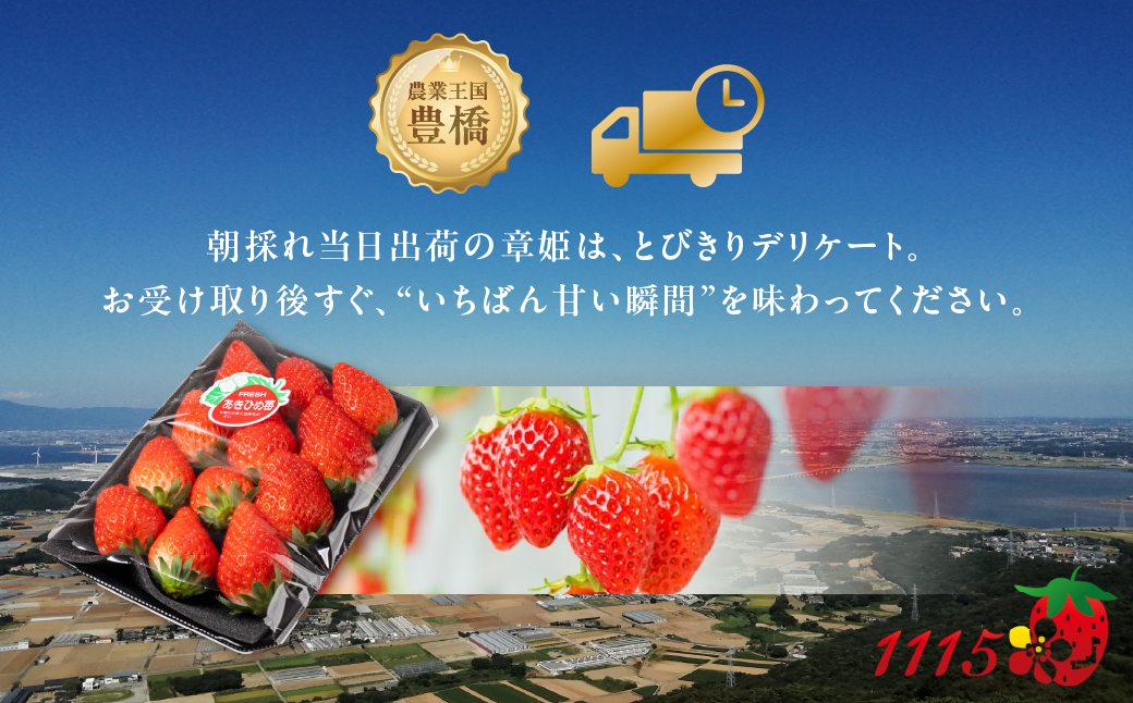 ≪先行予約！≫ 章姫 訳ありいちご 計1kg ( 約250g × 4 ) いちご イチゴ 苺 フルーツ 旬 果物 採れたて 10000円 1万円 ショートケーキ フルーツサンド にも スイーツ 産地直送 完熟 国産 冷蔵 愛知県 豊橋市 豊橋 わけあり 規格外