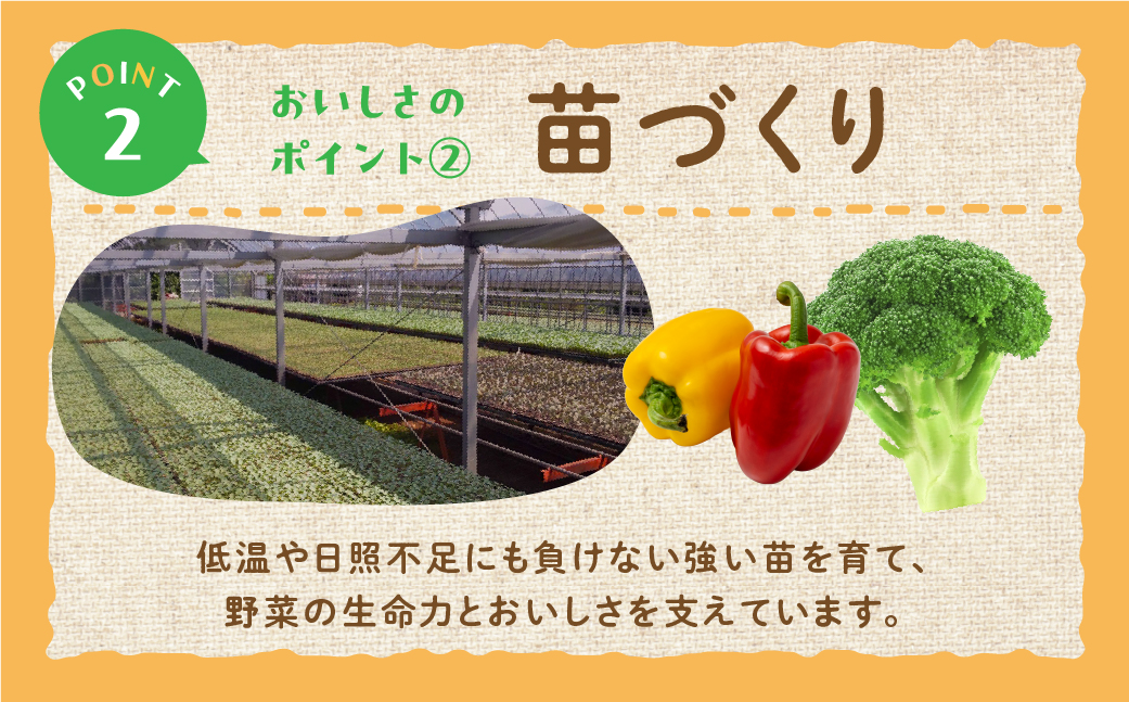 白カリフローレ 8本 豊橋 国産 ミネラルたっぷり 海風そだち 潮風 家族で 大容量 豊橋 ともちゃんのやさい 直売所で大人気！ 愛知県 豊橋市 安心野菜 カリフラワー カリフローレ 花野菜