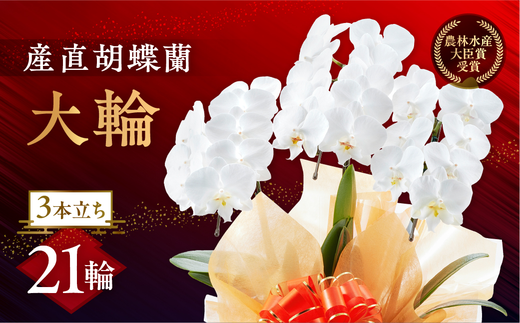 産直胡蝶蘭『ミディ』白３本立ち２１輪