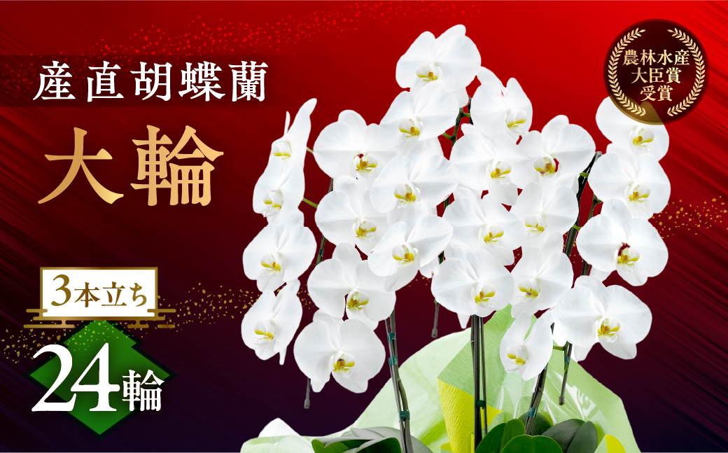 産直胡蝶蘭『大輪』白３本立ち２４輪