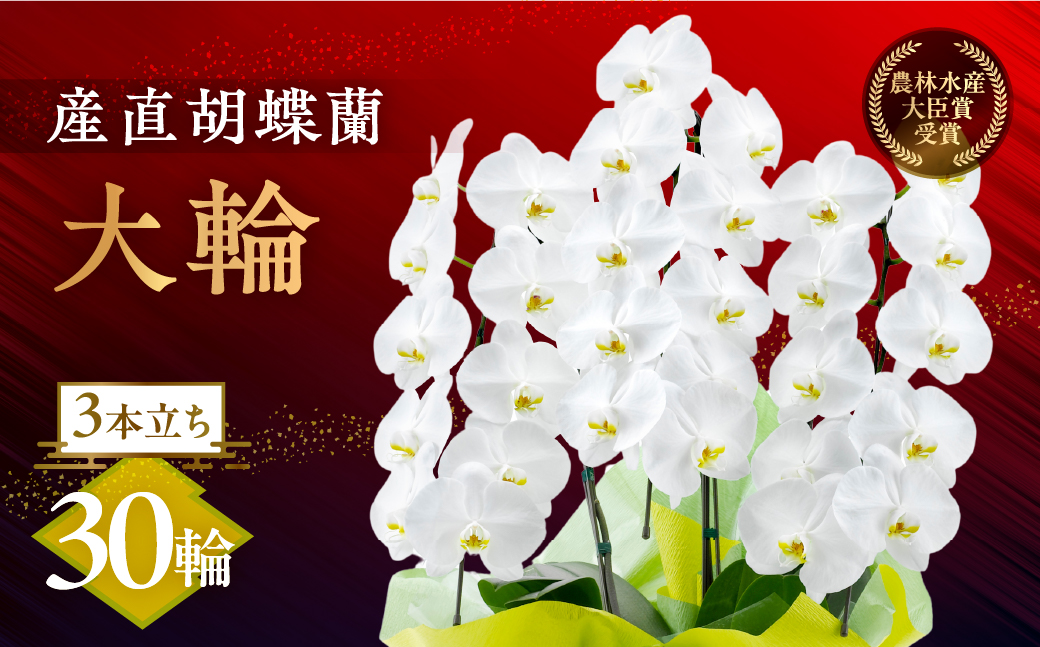 産直胡蝶蘭『大輪』白３本立ち３０輪
