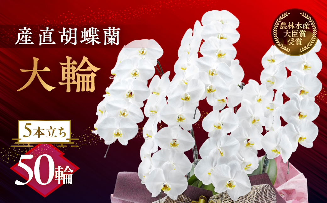 産直胡蝶蘭『大輪』白５本立ち５０輪