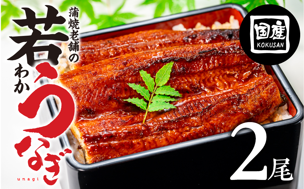 老舗蒲焼本舗の若うなぎ 2尾セット