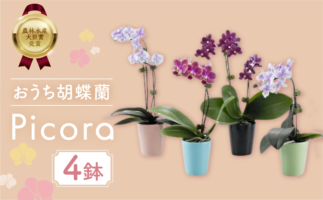 産直胡蝶蘭『ピコラ』４鉢セット