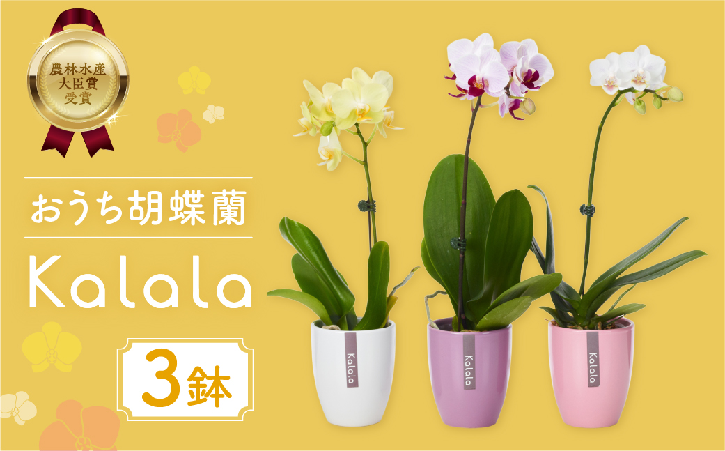 産直胡蝶蘭『カララ』３鉢セット
