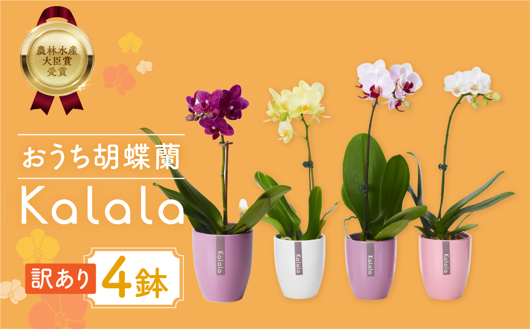 産直胡蝶蘭『カララ』発送までお待ちいただける方へおすすめの４鉢セット