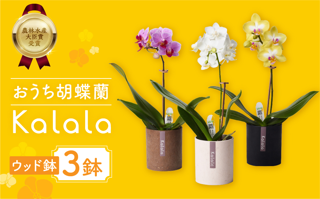 産直胡蝶蘭『カララ』３鉢セット　ウッド鉢