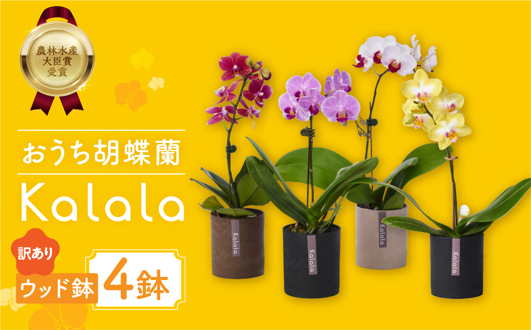 産直胡蝶蘭『カララ』発送までお待ちいただける方へおすすめの４鉢セット　ウッド鉢