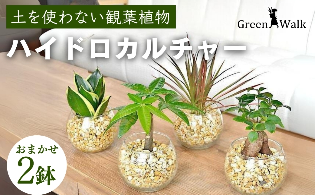 ハイドロカルチャー シンプルボールの観葉植物 ゼオライト植え 2鉢セット