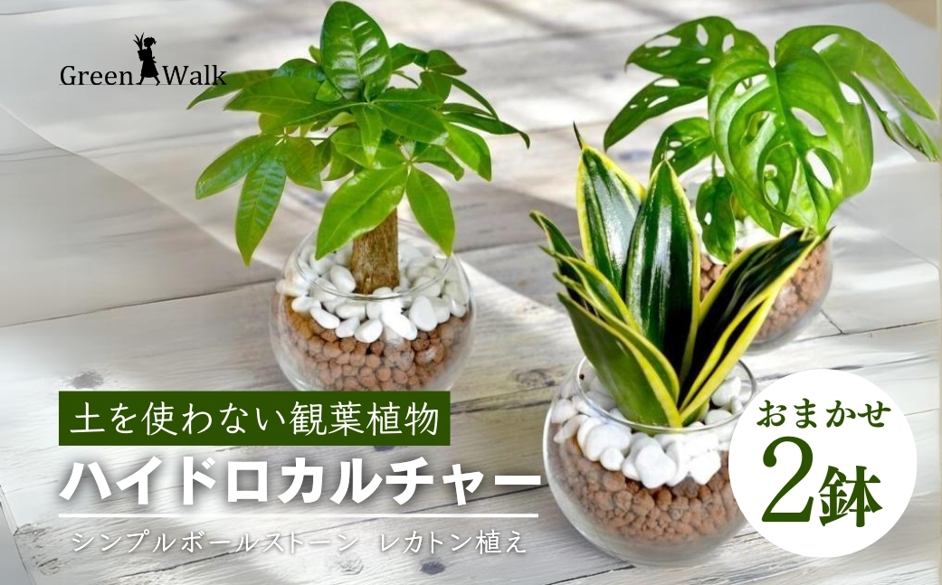 観葉植物 ハイドロカルチャー シンプルボールストーン レカトン植え