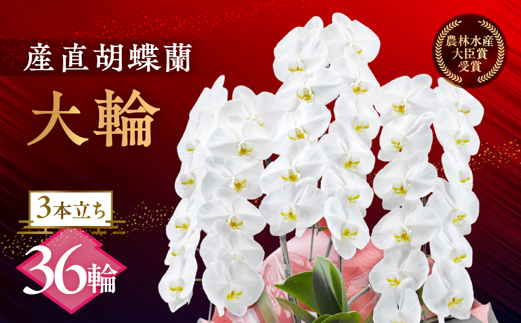産直胡蝶蘭『大輪』白３本立ち３６輪