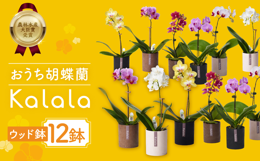 産直胡蝶蘭『カララ』12鉢セット　ウッド鉢