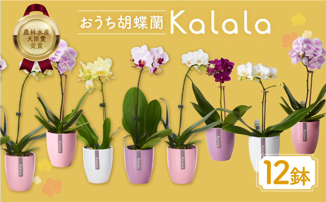産直胡蝶蘭『カララ』12鉢セット