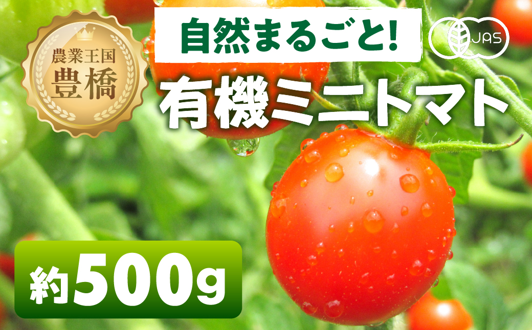 【先行予約】有機栽培ミニトマト 約 500g 有機栽培 有機 トマト ミニトマト 濃厚 甘い 美味しい 高糖度 完熟 tomato とまと やさい 自然 安心安全 旬 オーガニック 送料無料 愛知県 豊橋市