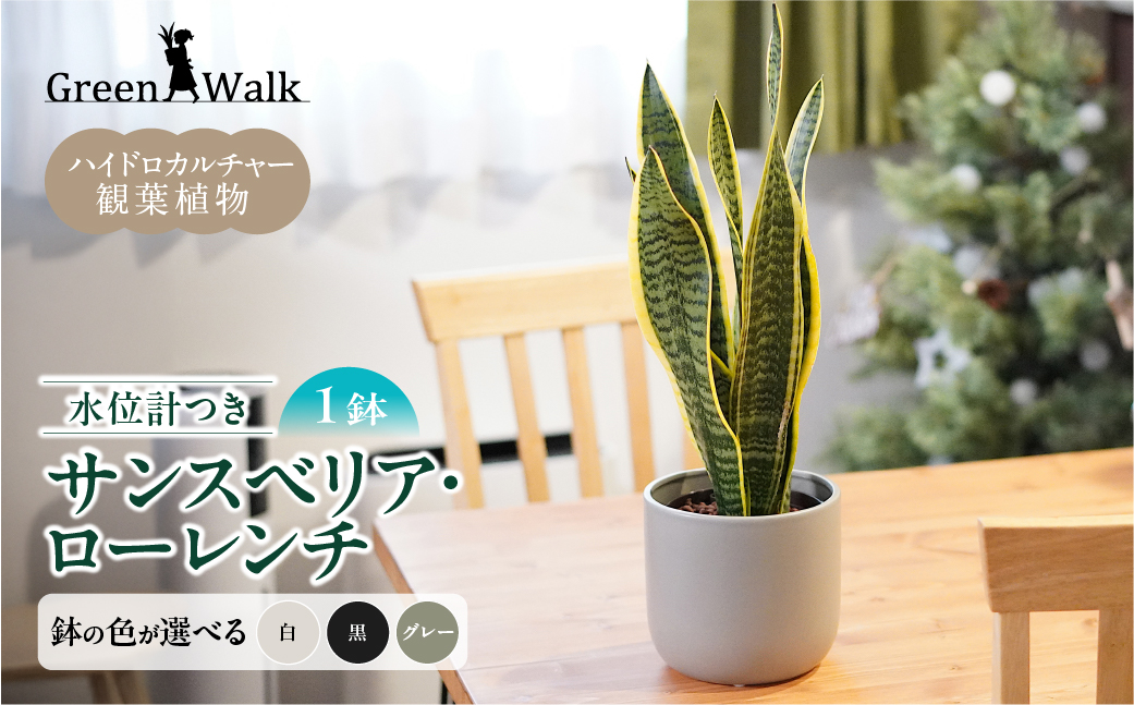 サンスベリアローレンチ （鉢色：グレー） モノトーン130陶器鉢 水位計つきセット インテリア 緑 グリーン 植物 簡単 初心者 かわいい 自然 おしゃれ 送料無料 Green Walk グリーンウォーク 愛知県 豊橋市