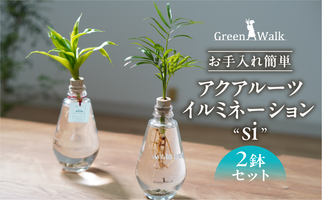 アクアルーツイルミネーション ２鉢セット インテリア 緑 グリーン 植物 簡単 初心者 かわいい 自然 おしゃれ 送料無料 Green Walk グリーンウォーク 愛知県 豊橋市