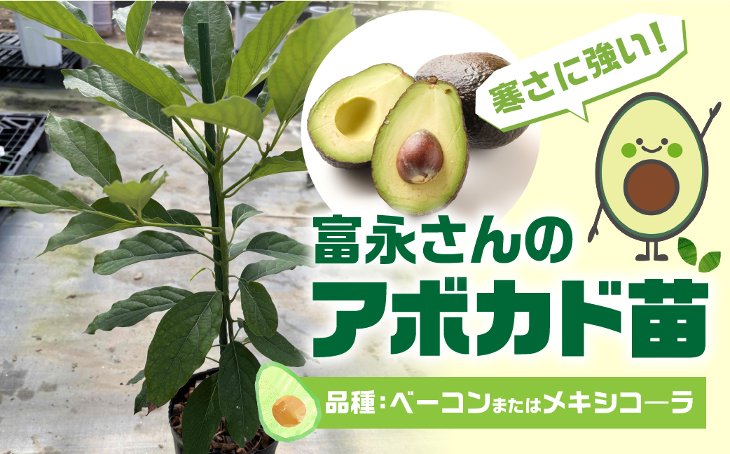 富永さんのアボカド苗 接木 アボカド 苗 観葉植物 栽培 家庭栽培 サラダ 植物 グリーン 苗 ベーコン または メキシコ―ラ おまかせ 楽しみ 愛知県 豊橋市