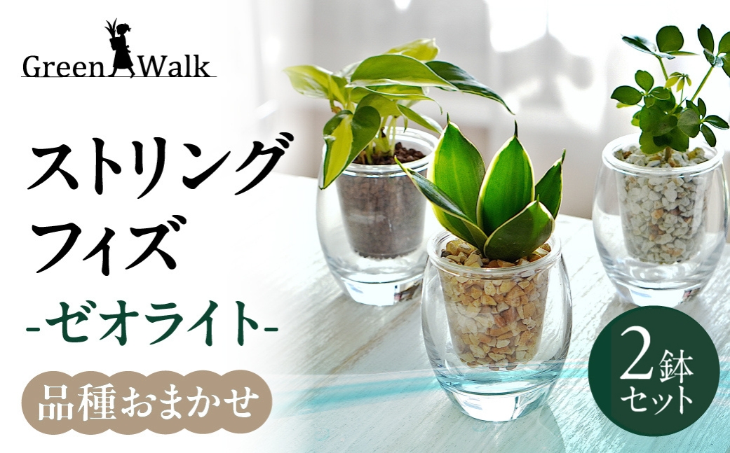 ストリング フィズ ゼオライト植え 2鉢セット インテリア 緑 グリーン 植物 簡単 初心者 かわいい 自然 おしゃれ 観葉植物 送料無料 Green Walk グリーンウォーク 愛知県 豊橋市