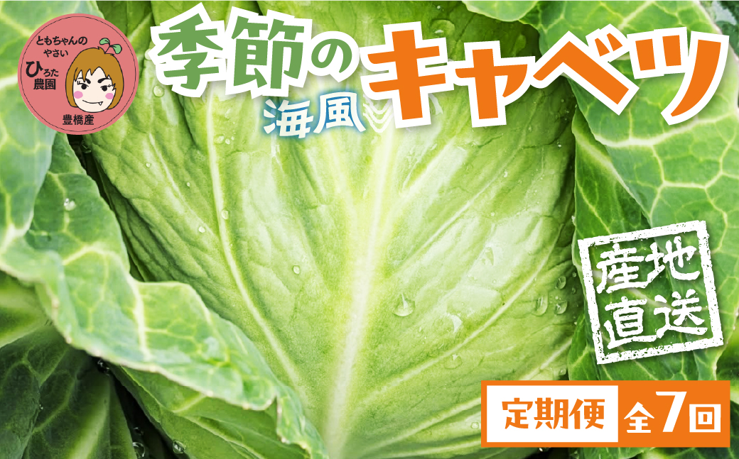 旬のキャベツ 2玉 7回お届け 定期便 ミネラルたっぷり 海風そだち 潮風 豊橋 国産 家族で 大容量 ともちゃんのやさい 大人気！ 愛知県 豊橋市 安心野菜 キャベツ 冬キャベツ 春キャベツ 初夏キャベツ