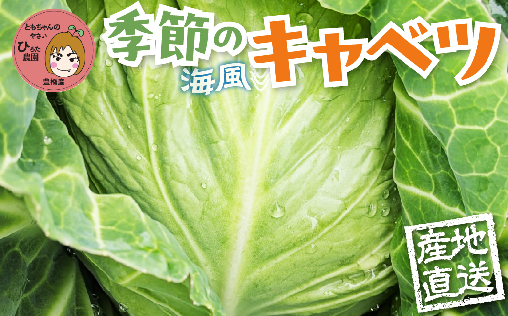 旬のキャベツ 2玉 ミネラルたっぷり 海風そだち 潮風 豊橋 国産 家族で ともちゃんのやさい 大人気！ 愛知県 豊橋市 安心野菜 キャベツ 冬キャベツ 春キャベツ 初夏キャベツ