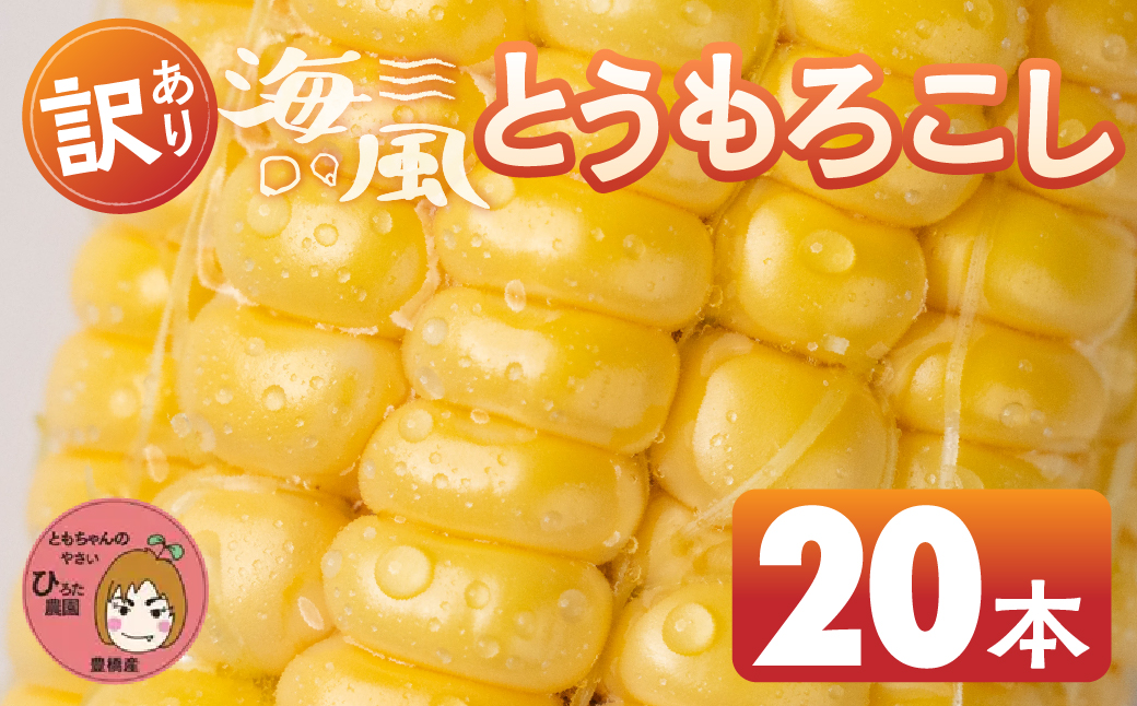 ≪先行予約≫ 令和8年産（2026年収穫）訳あり とうもろこし 20本 直売所で大人気 愛知県 豊橋市 夏野菜 野菜 ミネラルたっぷり 海風そだち 潮風 BBQ 家族で フードロス わけあり 規格外 大容量 豊橋 ともちゃんのやさい