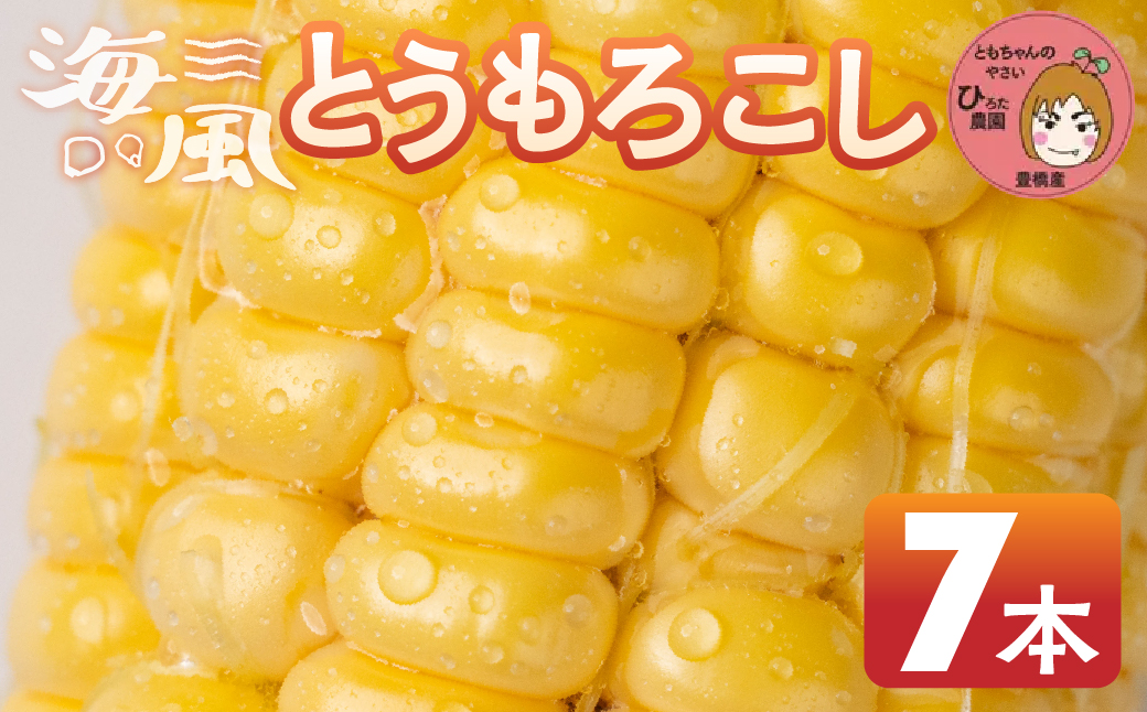 ≪先行予約≫ 令和8年産（2026年収穫）黄色とうもろこし 7本 直売所で大人気！ 愛知県 豊橋市 夏野菜 野菜 ミネラルたっぷり 海風そだち 潮風 BBQ 家族で 大容量 豊橋 ともちゃんのやさい