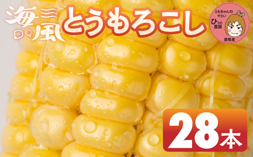 ≪先行予約≫ 令和8年産（2026年収穫）黄色とうもろこし 28本 直売所で大人気！ 愛知県 豊橋市 夏野菜 野菜 ミネラルたっぷり 海風そだち 潮風 BBQ 家族で 大容量 豊橋 ともちゃんのやさい