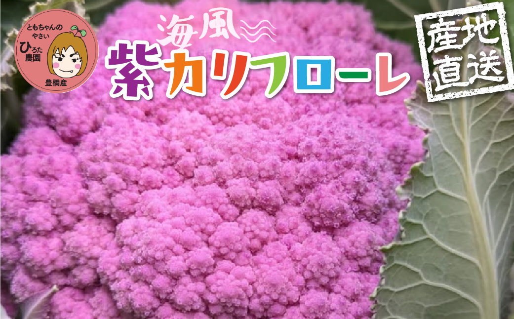 紫カリフローレ 4本 豊橋 国産 ミネラルたっぷり 海風そだち 潮風 家族で 大容量 豊橋 ともちゃんのやさい 直売所で大人気！ 愛知県 豊橋市 安心野菜 カリフラワー カリフローレ 花野菜