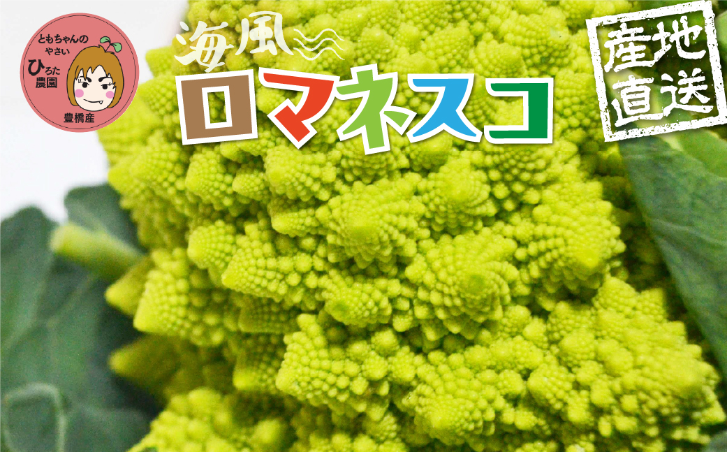 ロマネスコ 12本 豊橋 国産 ミネラルたっぷり 海風そだち 潮風 家族で 大容量 豊橋 ともちゃんのやさい 直売所で大人気！ 愛知県 豊橋市 安心野菜 花野菜