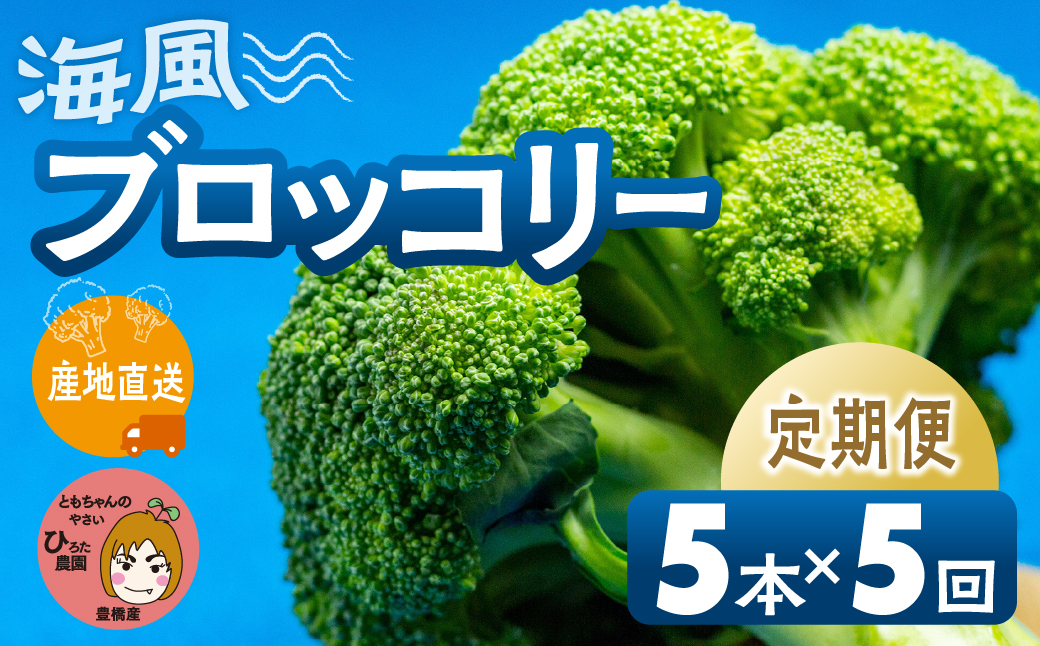 ≪先行予約≫ブロッコリー 5本 ×5回お届け 豊橋 国産 ミネラルたっぷり 海風そだち 潮風 家族で 大容量 豊橋 ともちゃんのやさい 直売所で大人気！ 愛知県 豊橋市 安心野菜