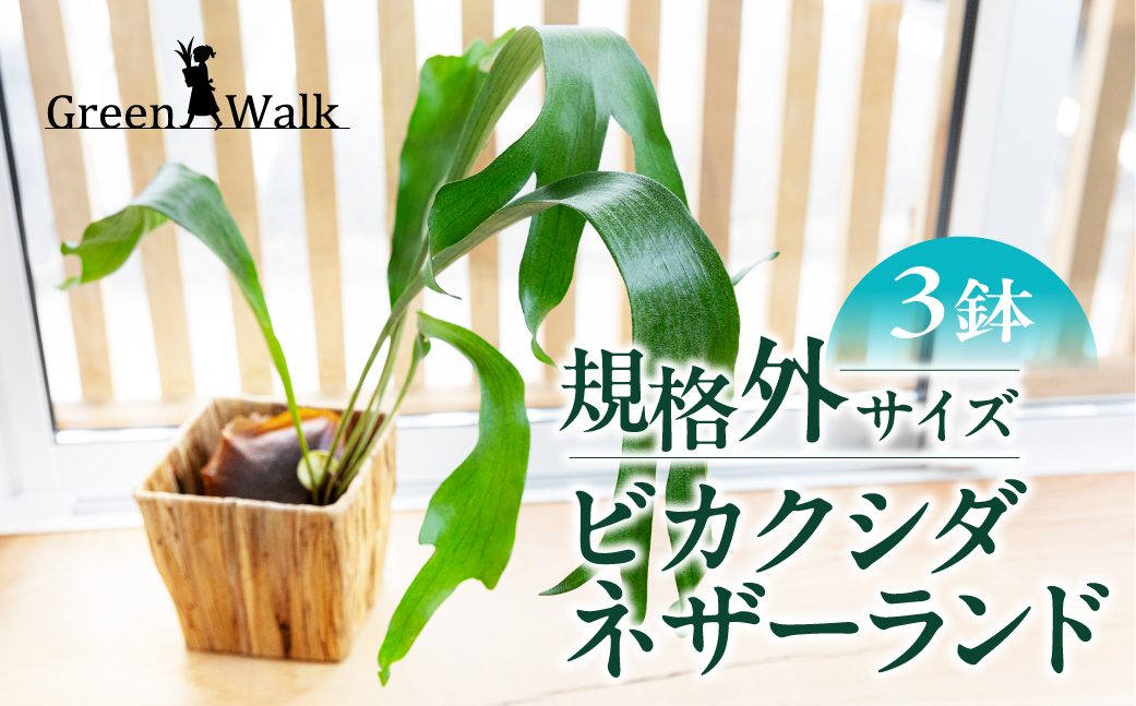 ビカクシダネザーランド 土植え 訳あり(3寸) 3鉢セット インテリア 緑 グリーン 植物 簡単 初心者 かわいい 自然 おしゃれ 観葉植物 Green Walk グリーンウォーク 愛知県 豊橋市
