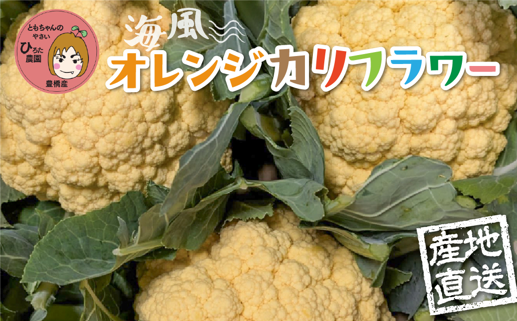 オレンジカリフラワー 4本 豊橋 国産 ミネラルたっぷり 海風そだち 潮風 家族で 大容量 豊橋 ともちゃんのやさい 直売所で大人気! 愛知県 豊橋市 安心野菜 カリフラワー 花野菜