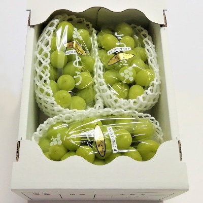 生産者直送!　シャインマスカット　約1.6kg【配送不可地域：離島】