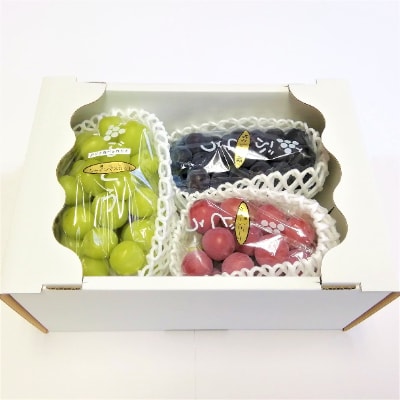 生産者直送!　シャインマスカット1房と大粒他品種ぶどうの詰め合わせ　約1.6kg【種無し】【配送不可地域：離島】