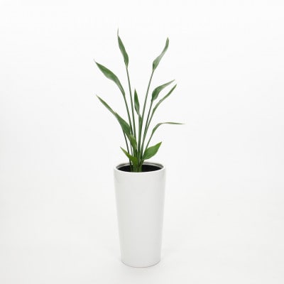 10.5cmLストレリチアユンケア陶器鉢付　ホワイト