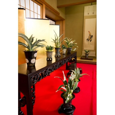 徳川家康公の運気を上げた縁起物!　おもと講座と植え替え体験　【万年青プレゼント!】