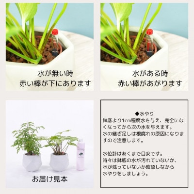 ハイミニポリゴン【ホワイト】2個セット＆栄養剤　【オススメ観葉植物でお届け】