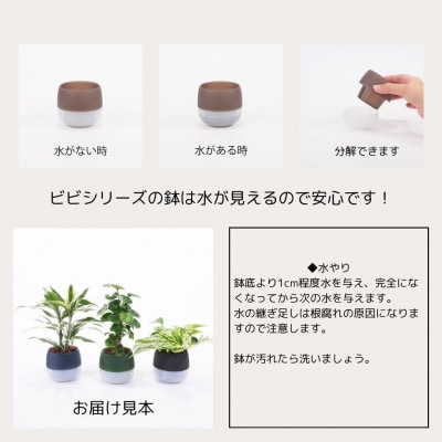 ハイミニビビアースカラー3個セット【オススメの観葉植物でお届け】