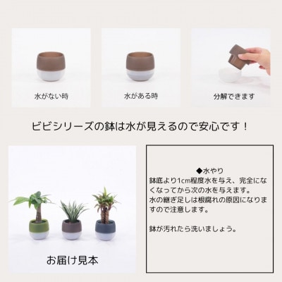 キュートビビアースカラー3個セット【オススメの観葉植物でお届け】
