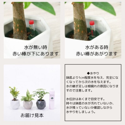 キュートポリゴン3個＆栄養剤セット【オススメの観葉植物でお届け】