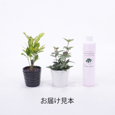 キュートみなも2個＆栄養剤セット【オススメの観葉植物でお届け】