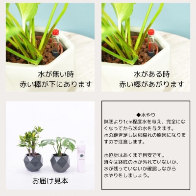ハイミニポリゴン【ダークグレー】2個セット＆栄養剤【オススメの観葉植物でお届け】