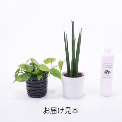 ハイミニみなも2個セット＆栄養剤【オススメの観葉植物でお届け】